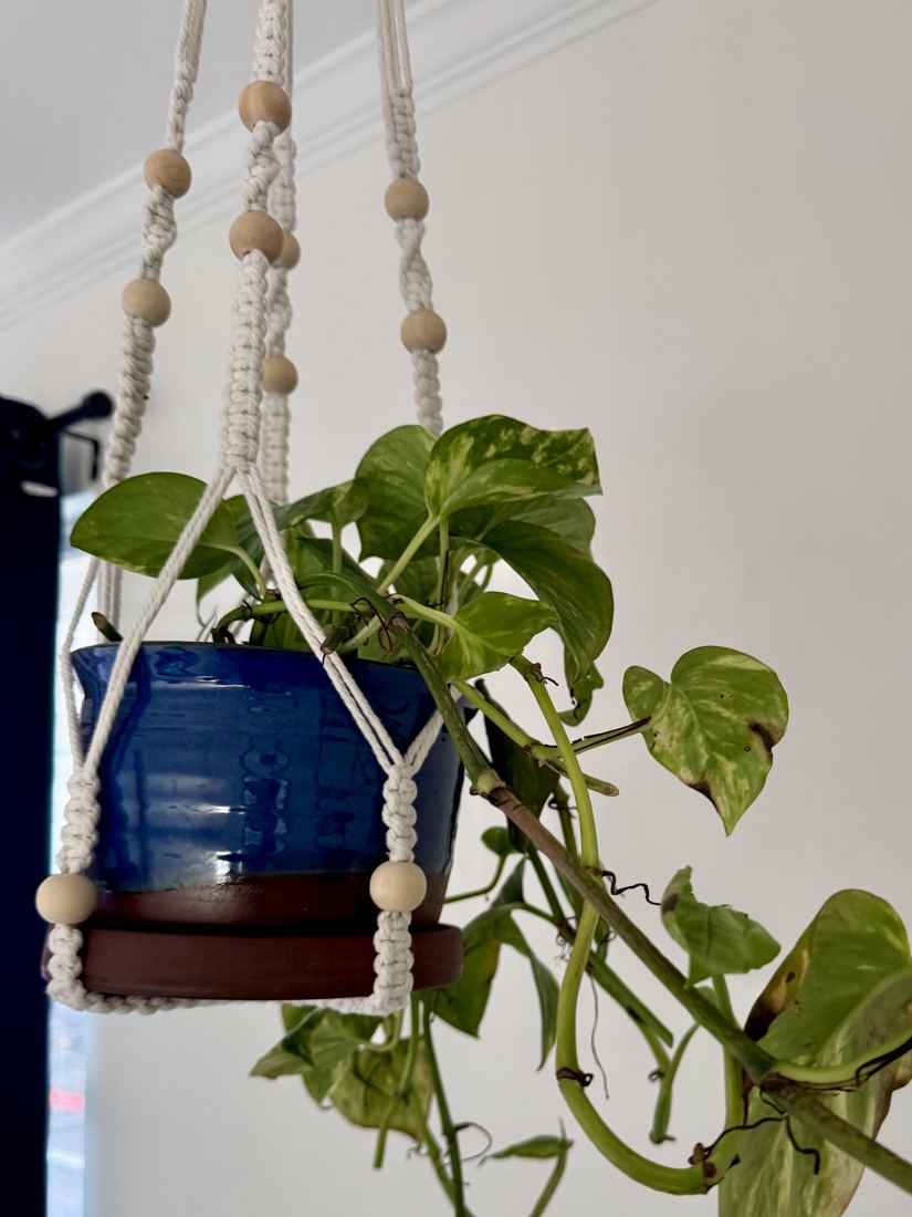 Cobalt blue planter with a pothos, hung in a macramé hanger